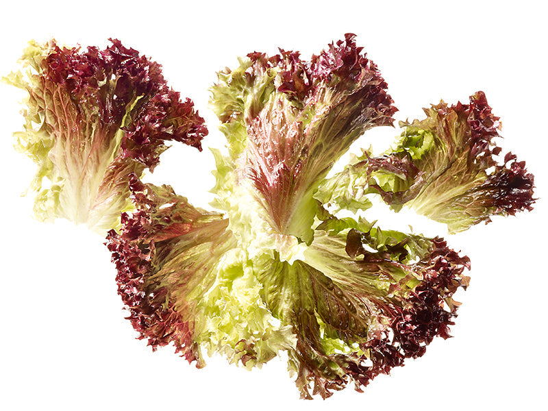 Lollo rosso ganze Blätter